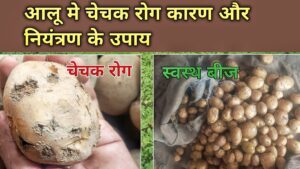 आलू का चेचक रोग: कारण, लक्षण और नियंत्रण के उपाय (Potato Scab)