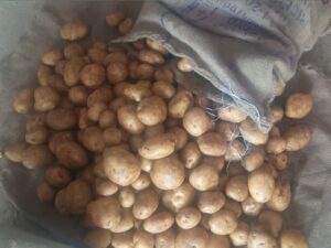 potato