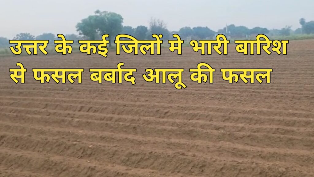 उत्तर प्रदेश के कई जिलों में भारी बारिश से फसल बर्बाद : आलू की फसल