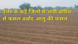 उत्तर प्रदेश के कई जिलों में भारी बारिश से फसल बर्बाद : आलू की फसल