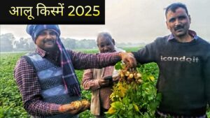 आलू किस्में 2025