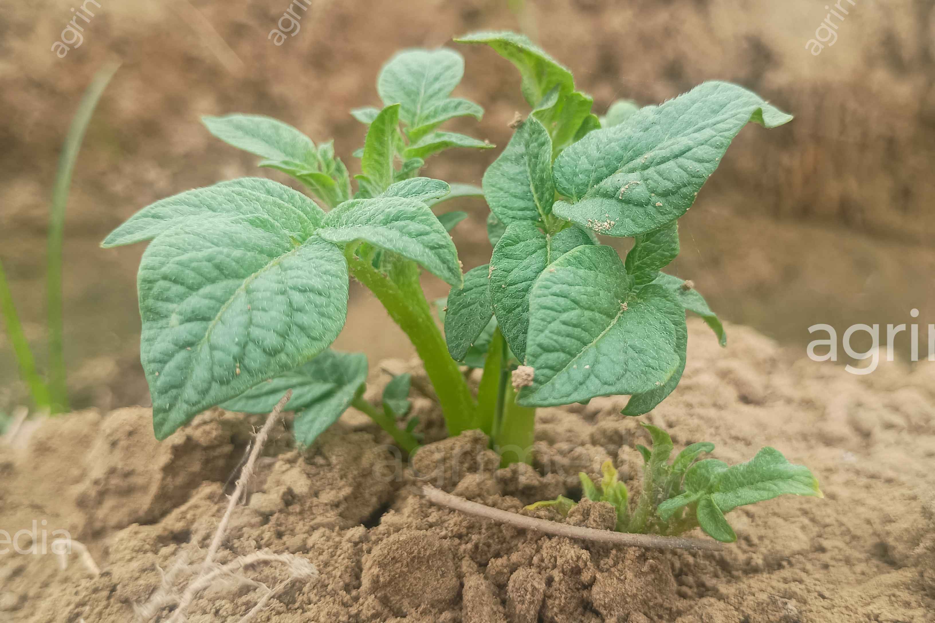 Close-up of a potato plant growing in sunlight with fresh green leaves in farmland