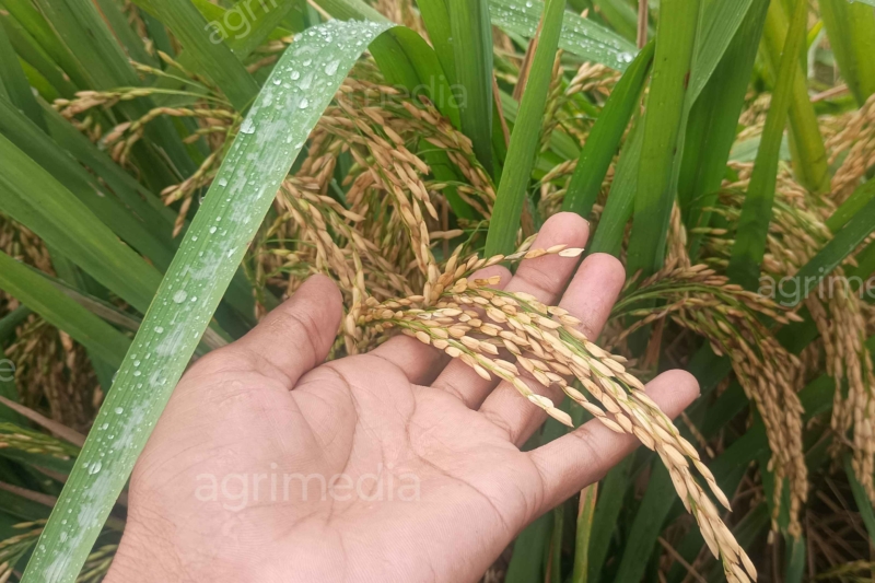 Hand Holding a Mature Rice Ear Close-Up