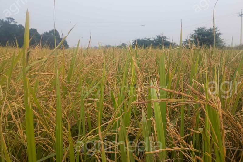mature rice crop