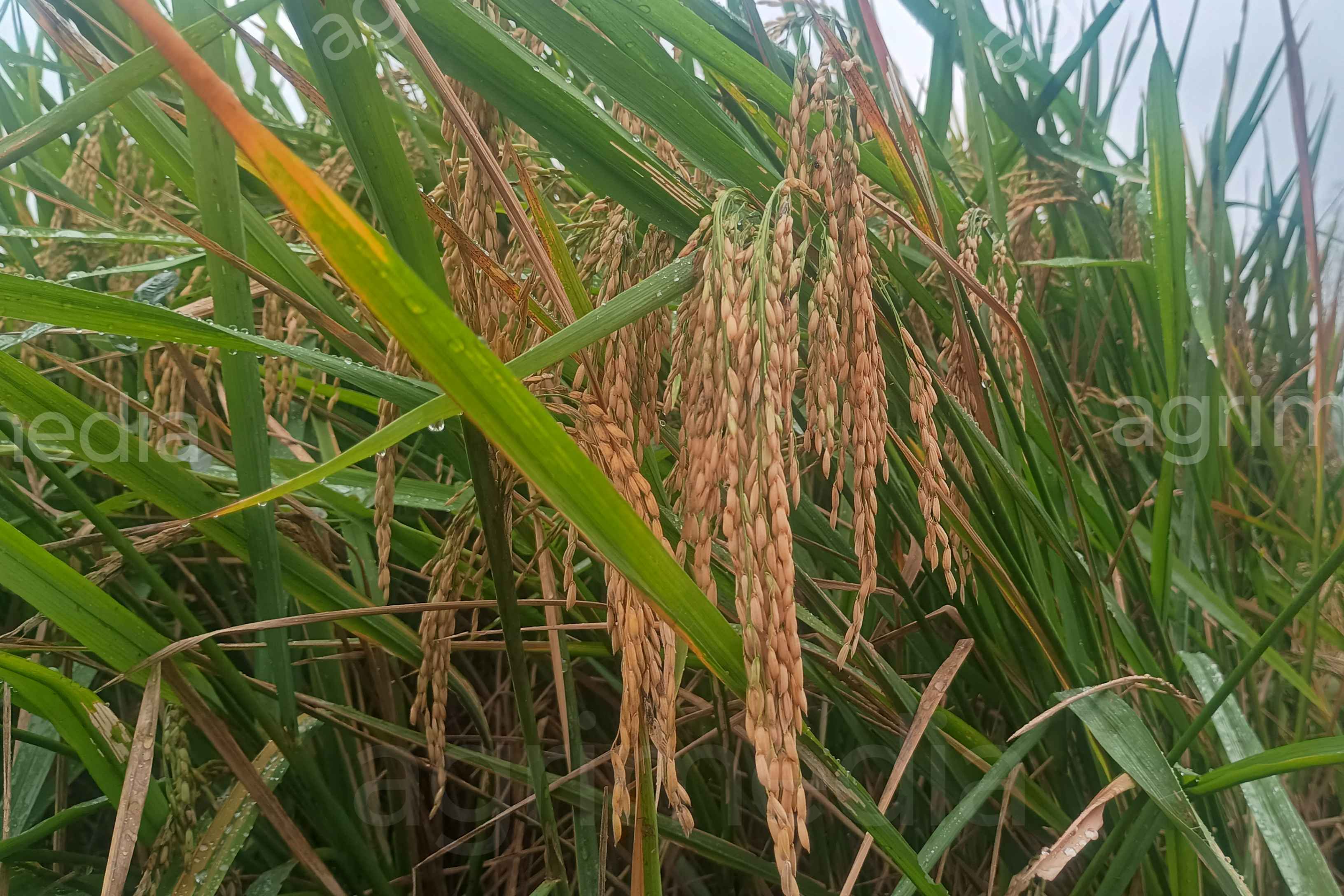 mature rice plant