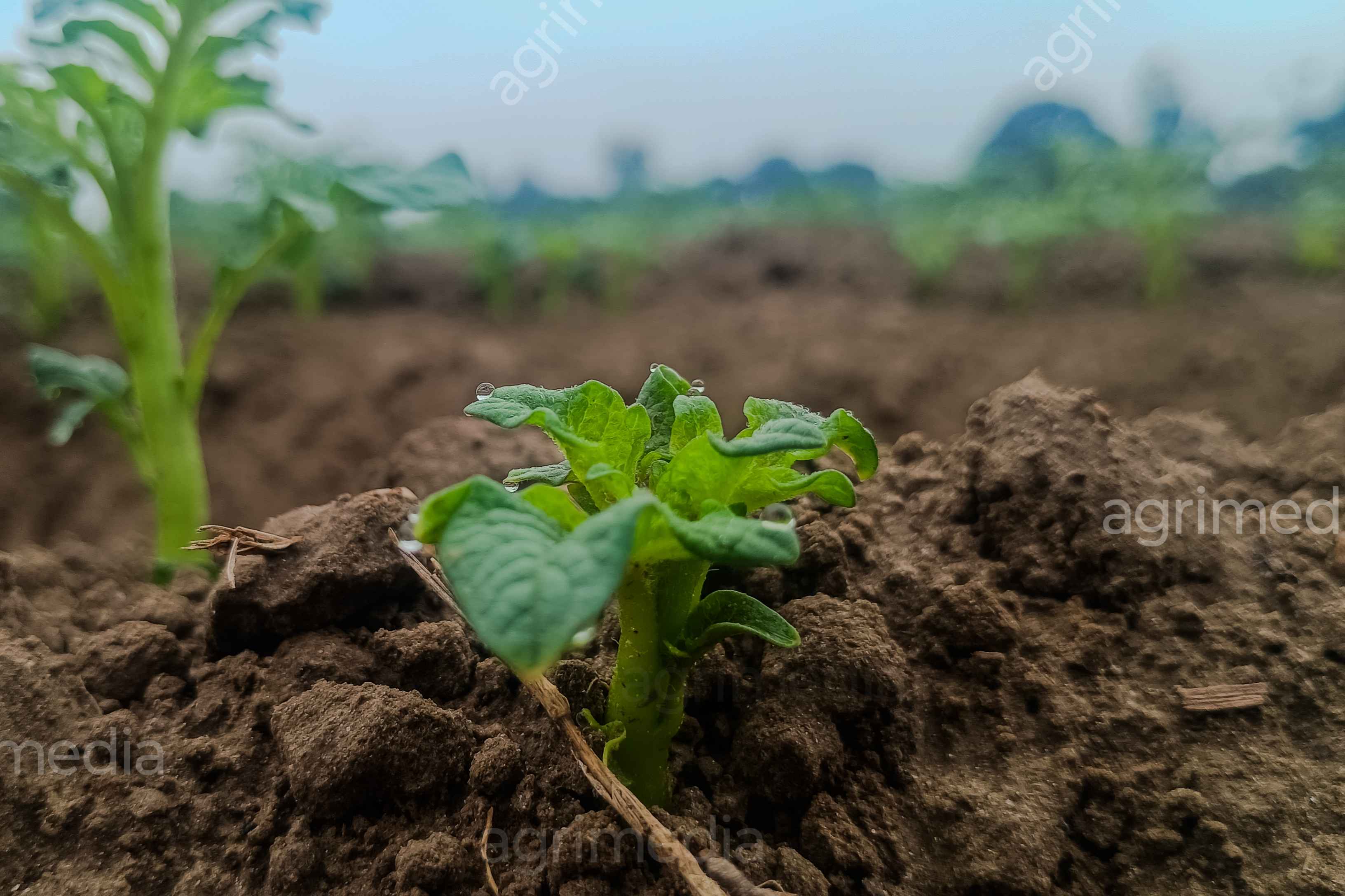 Young potato seedling with dew drops on green leaves in farmland closeup