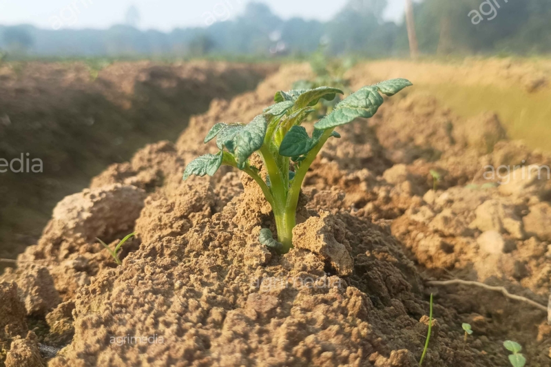 Young potato plant at early growing stage growing in a clean and well-maintained farmland