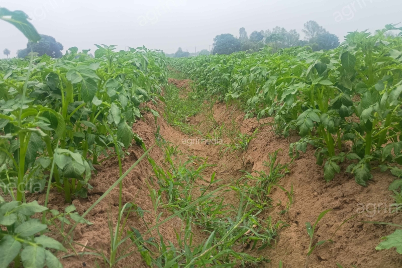 Potato crop growing in farmland with grass weeds visible in the field