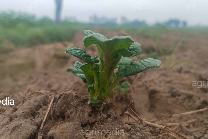 Dew drops on young potato plants growing in farmland during the early crop stage.