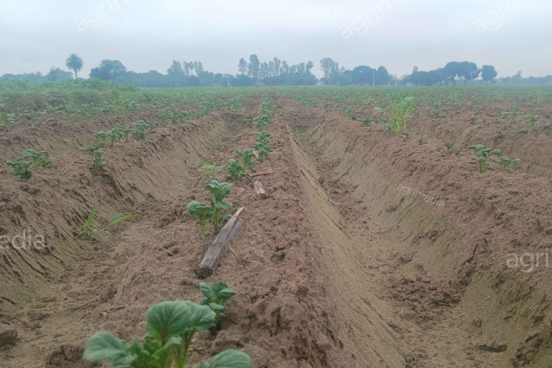 Green growing potato crop in a clean farmland.