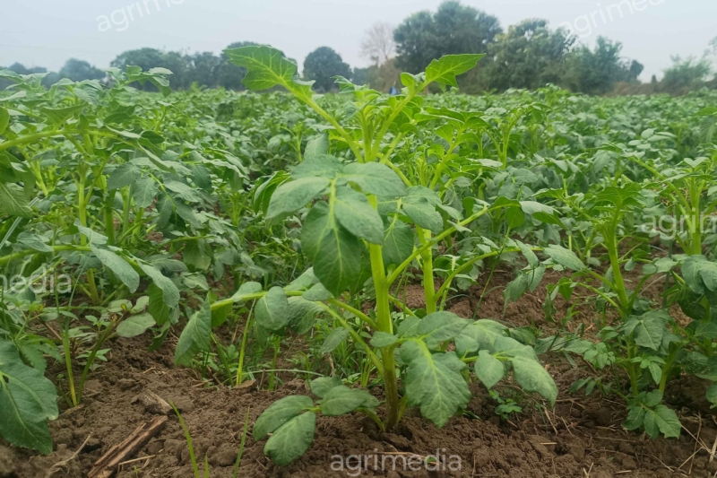 Potato Crop Growing in Farmland