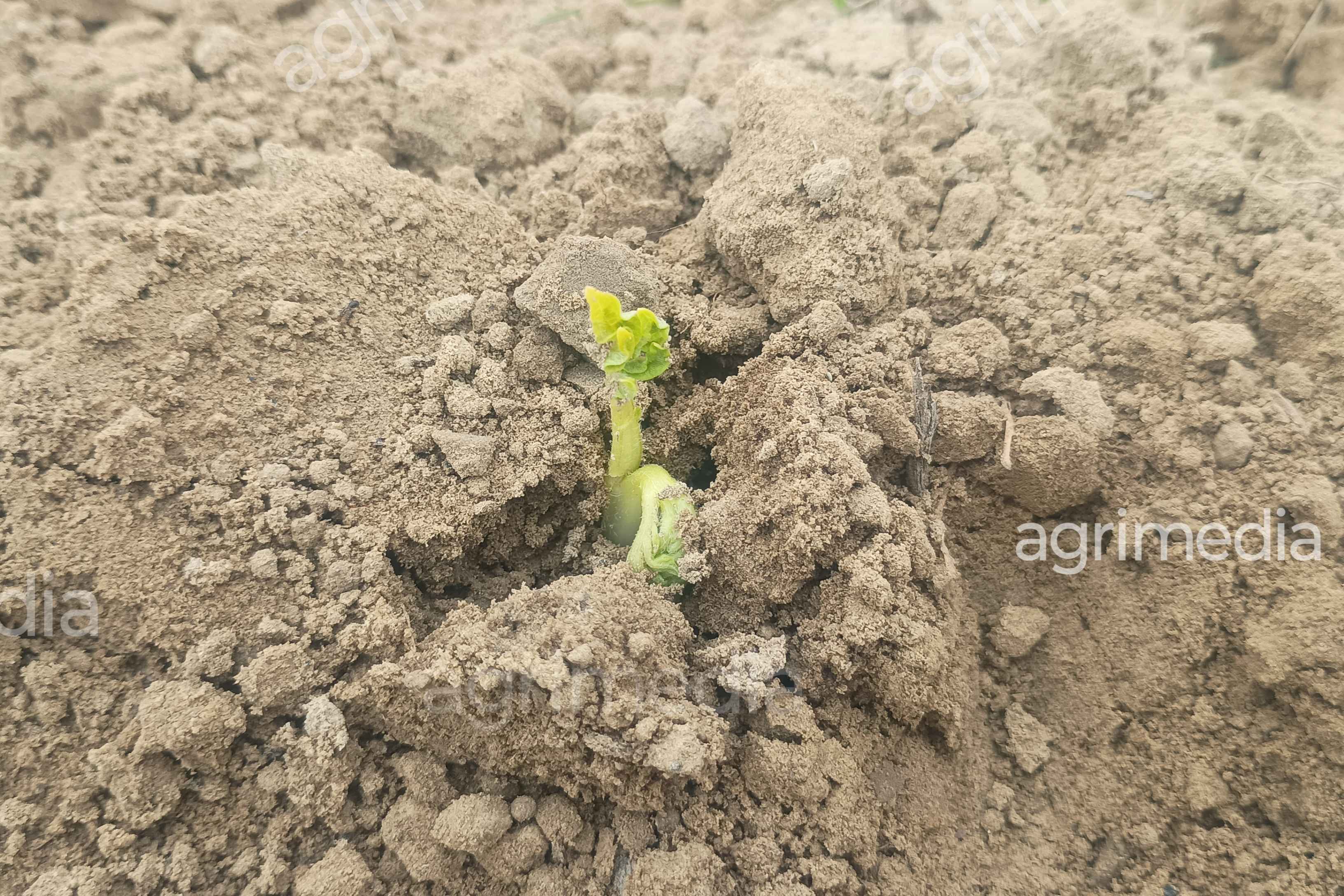 Tiny potato sprout emerging from soil during early growth stage in farmland