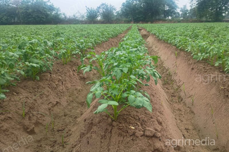 Lush green potato plants growing in farmland showing healthy crop growth and sustainable agriculture