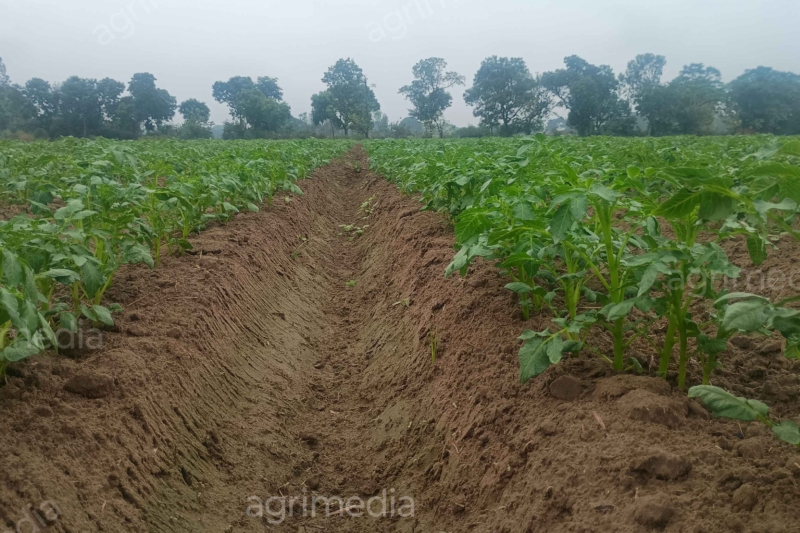 Green potato field with lush growing crop plants in farmland