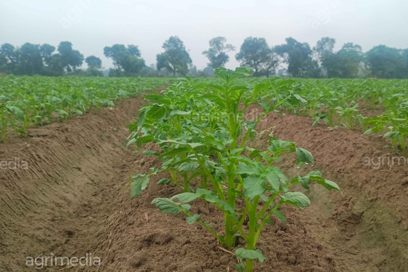 Healthy green potato crop growing in a clean and well-maintained farmland during the cultivation season ✅ Image Caption Healthy green potato crop growing in farmland during the cultivation season