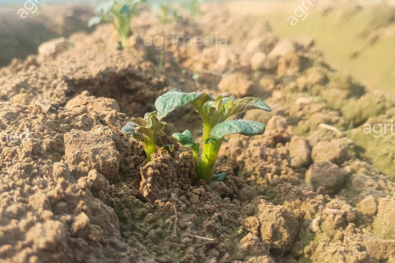 Green Potato Plant Growing in Farmland