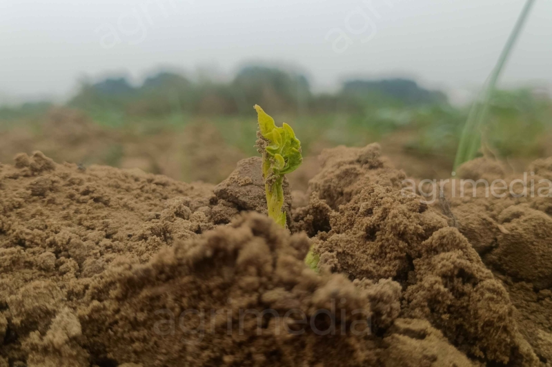 potato plant