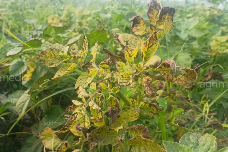 Potato Plant Disease Symptoms on Leaves in Farm Field