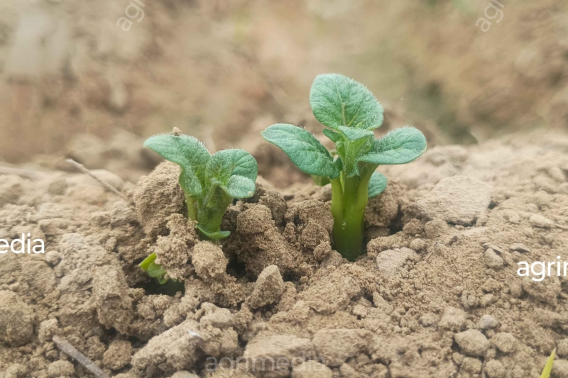 Young potato plant seedling growing in farmland during the early growth stage.