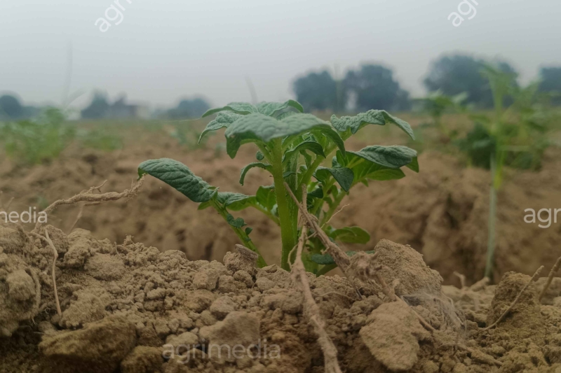 Green potato plants growing in farmland during the cultivation season.