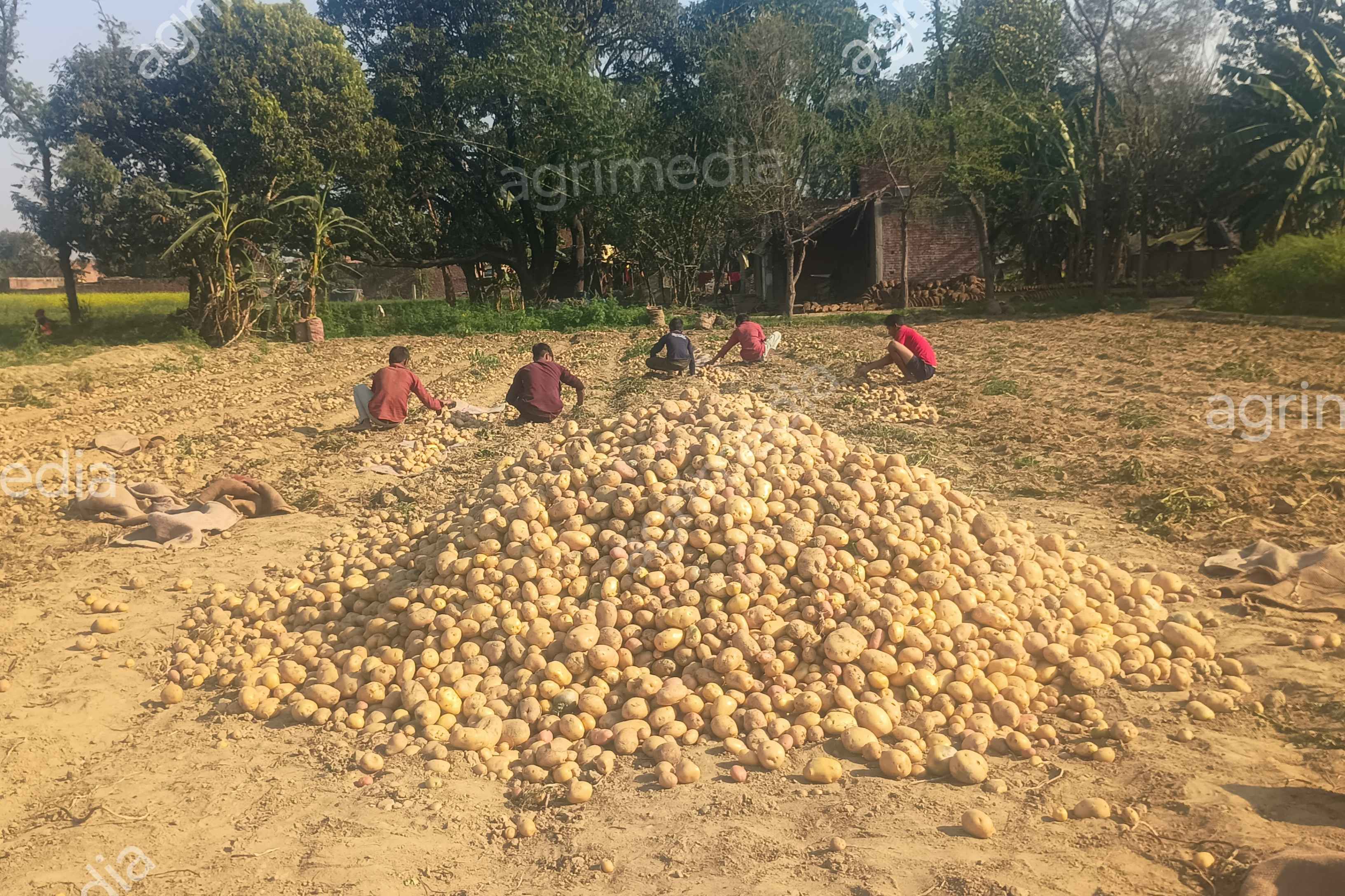 Indian farmer collecting fresh potatoes during harvest in agricultural field