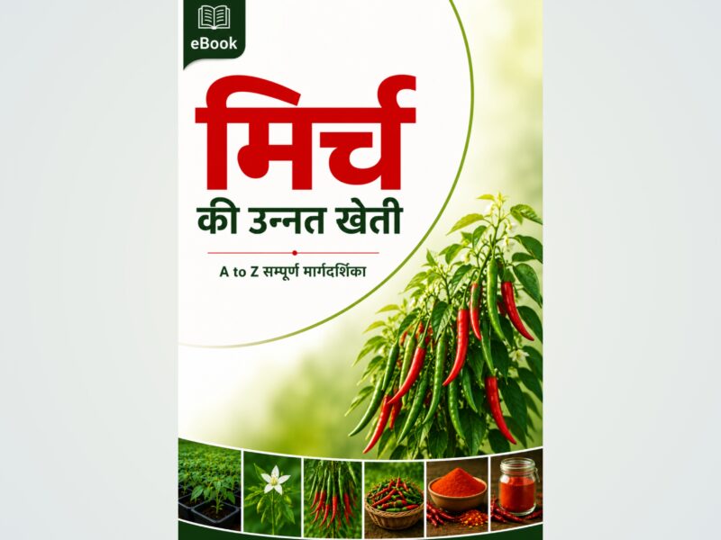 Chilli Farming