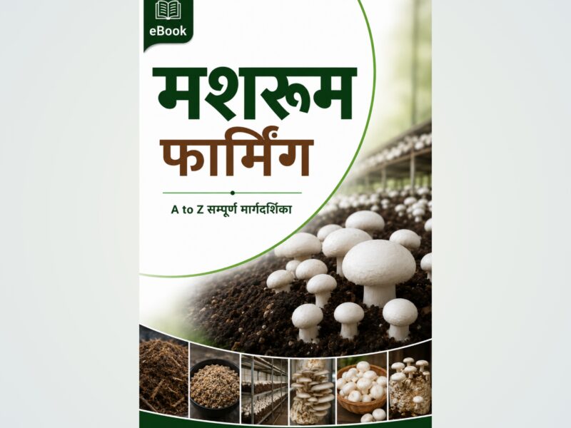 Mashroom Farming